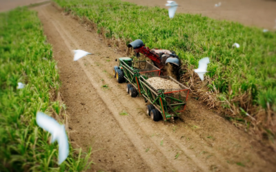 Nobis: Procesos de Economía Circular con la cosecha de caña a través de su Unidad de Negocio Agroindustrial