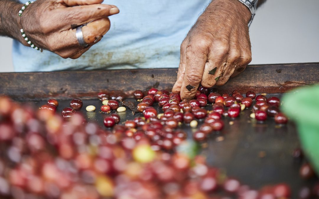 Grupo Entregas – Café que Cruza Fronteras: Análisis de la Expansión Internacional del Café Ecuatoriano