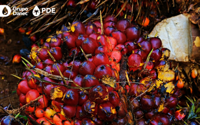 Palmeras del Ecuador de Grupo Danec Moderniza su Extractora de Aceite con un Nuevo Sistema de Recepción de Fruta