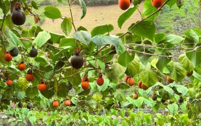 Frutology — De la Huerta a la Oficina: El Proceso que Garantiza la Mejor Fruta Fresca para las Empresas